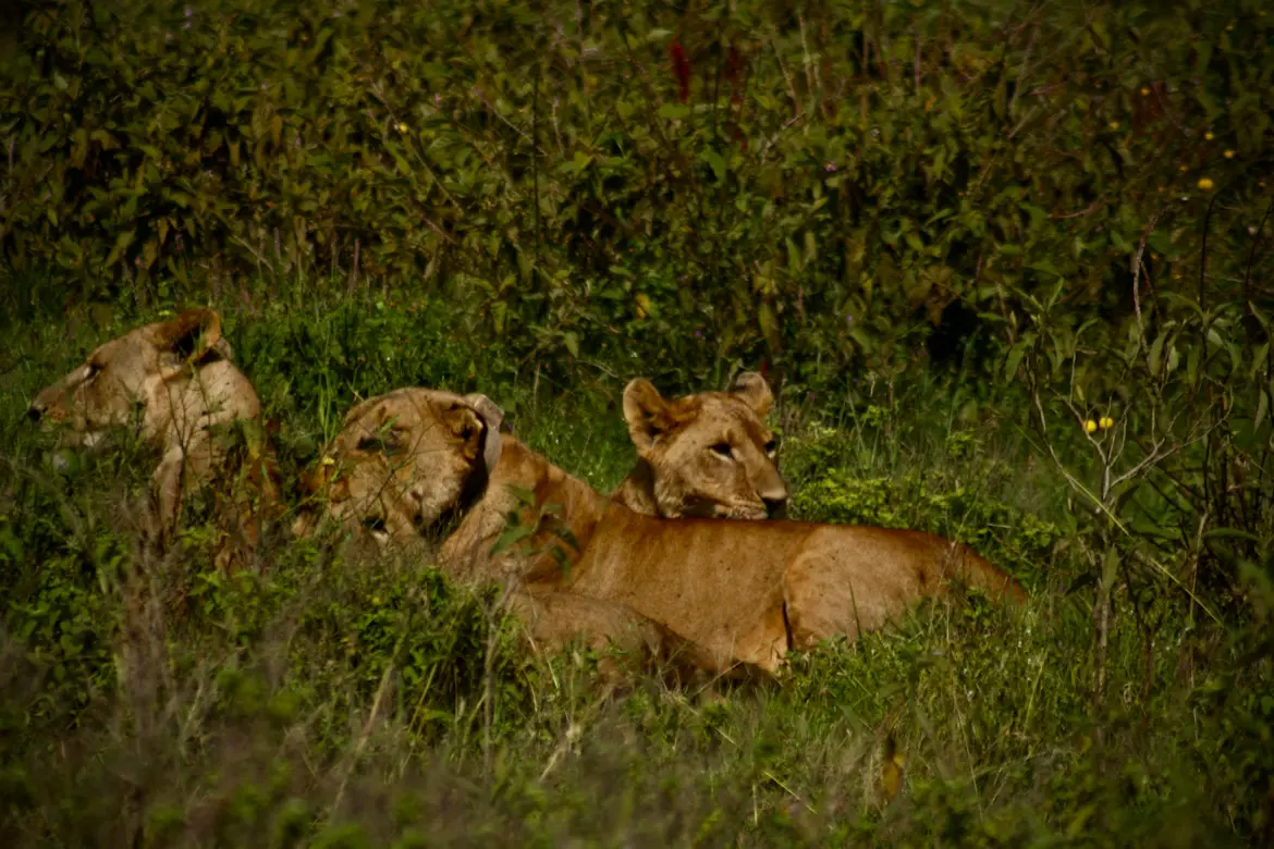 Safari Adventure